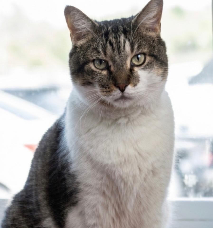 Enlarge Neko, a Adopted Domestic Short Hair in Indiana, PA image 2/3