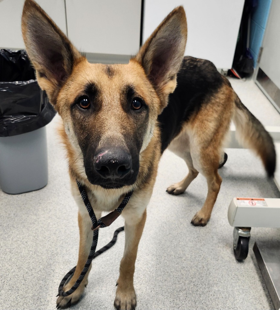 Dog for adoption Darcy, a German Shepherd Dog in Frankfort, KY