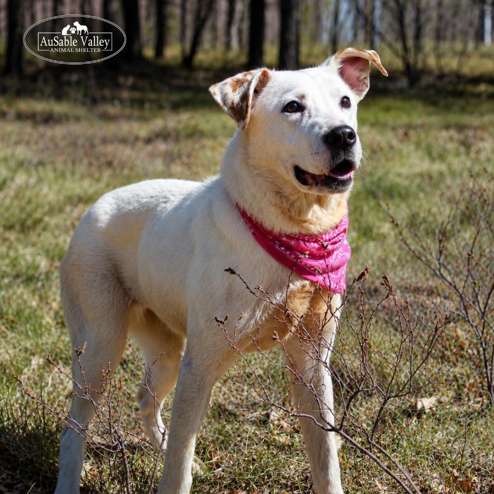 Enlarge Bonnie, a ADOPTABLE mixed breed in Grayling, MI image 2/6