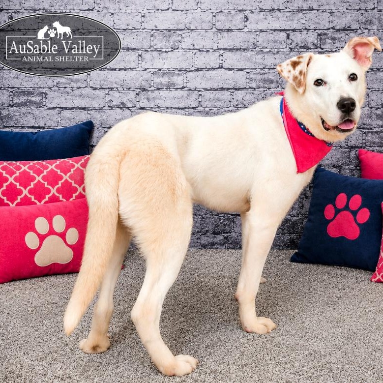 Enlarge Bonnie, a ADOPTABLE mixed breed in Grayling, MI image 3/6