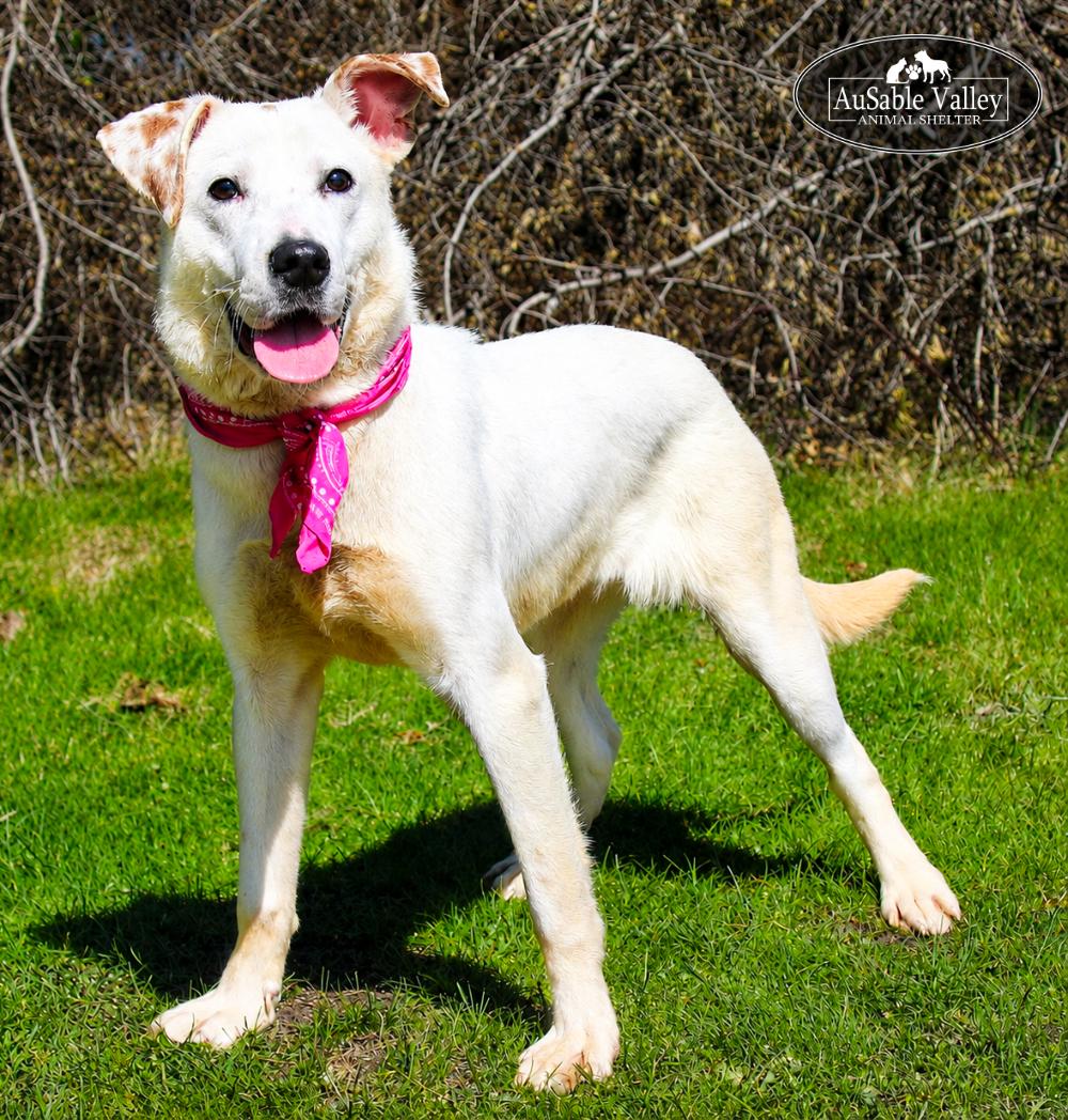 Bonnie, ADOPTABLE, Adult Female Mixed Breed.