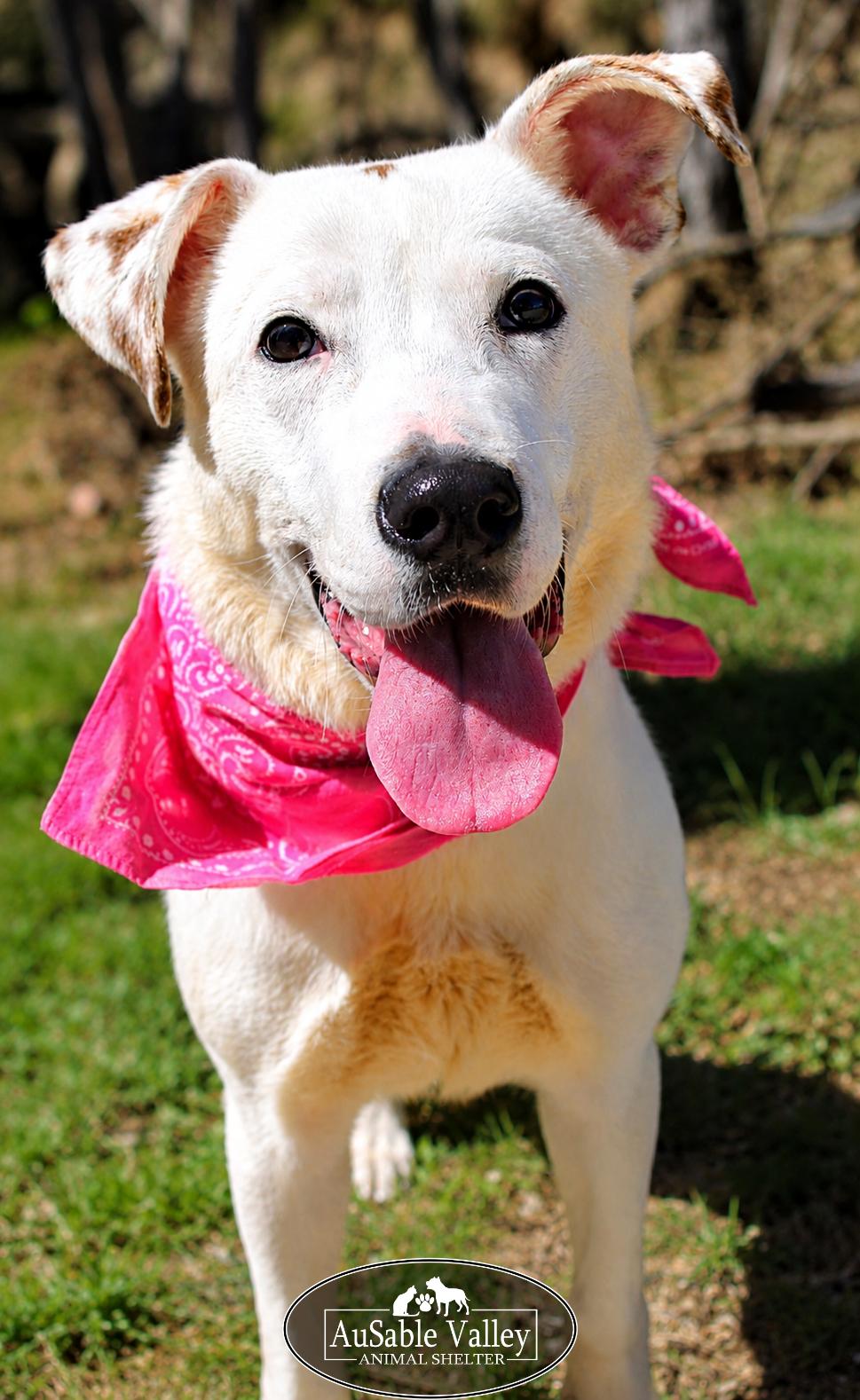 Enlarge Bonnie, a ADOPTABLE mixed breed in Grayling, MI image 5/6
