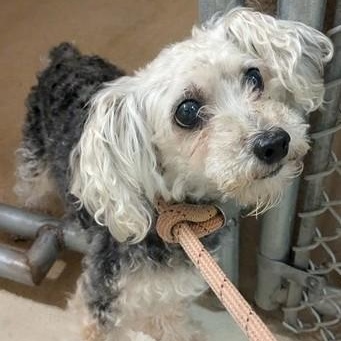 Enlarge Leah (53638), a Adoptable mixed breed in Columbia, MD image 1/1