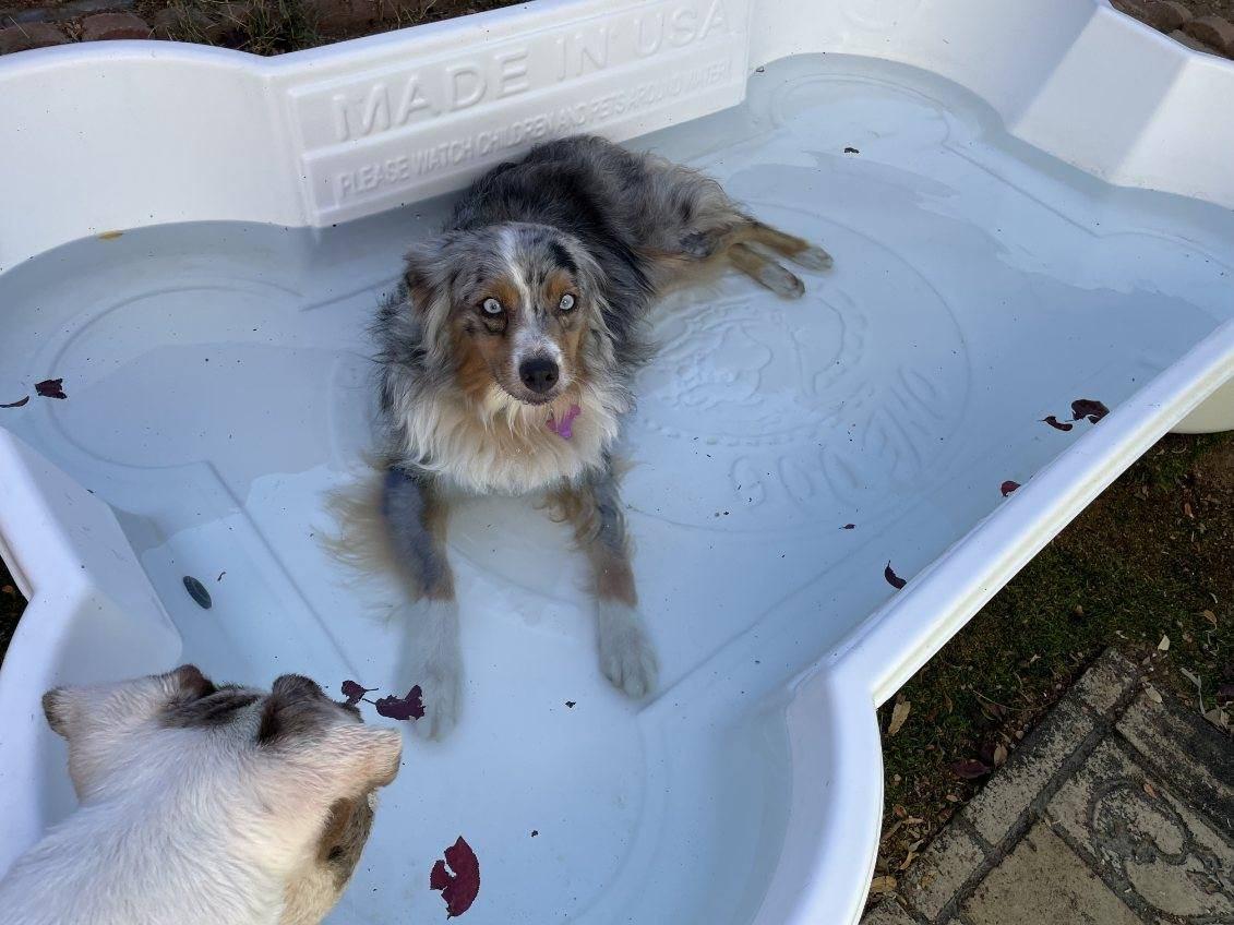 Enlarge Zuma, an adopted Australian Shepherd in Los Angeles, CA image 3/4