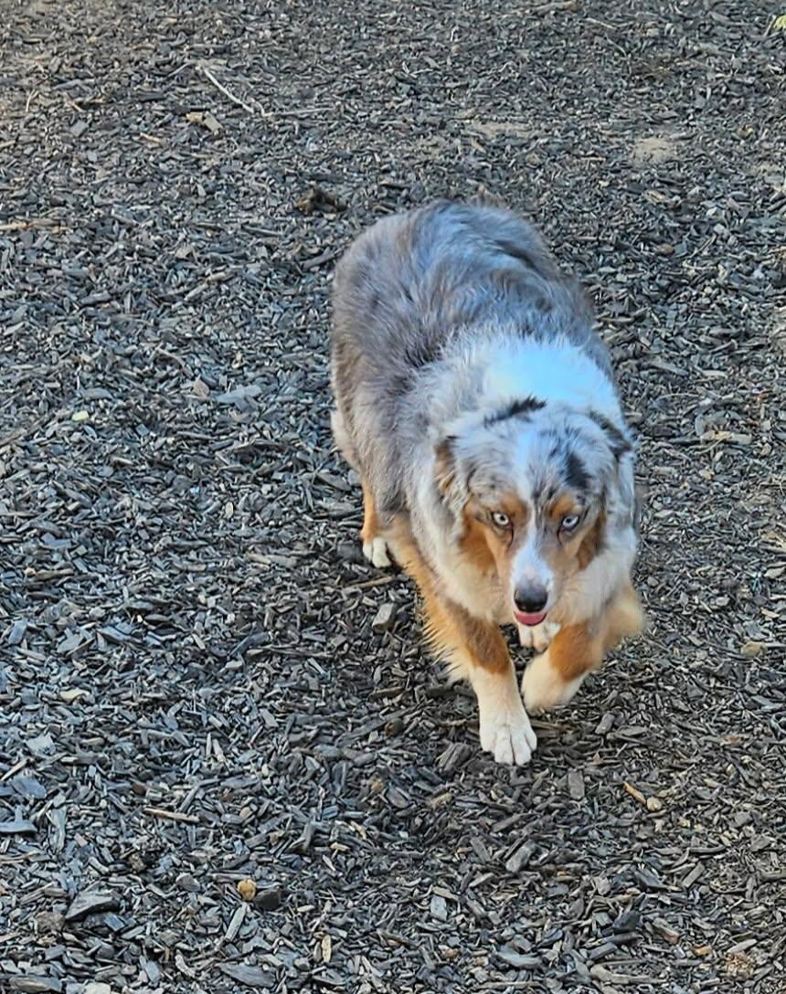 Enlarge Zuma, an adopted Australian Shepherd in Los Angeles, CA image 1/4