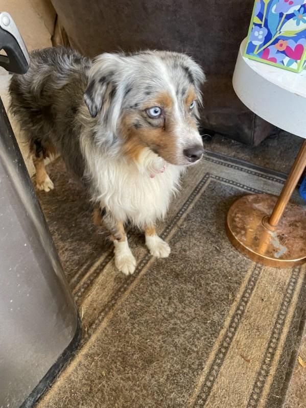 Enlarge Zuma, an adopted Australian Shepherd in Los Angeles, CA image 4/4