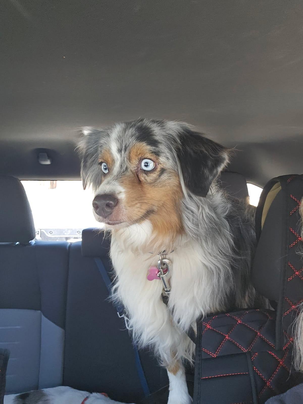Enlarge Zuma, an adopted Australian Shepherd in Los Angeles, CA image 2/4