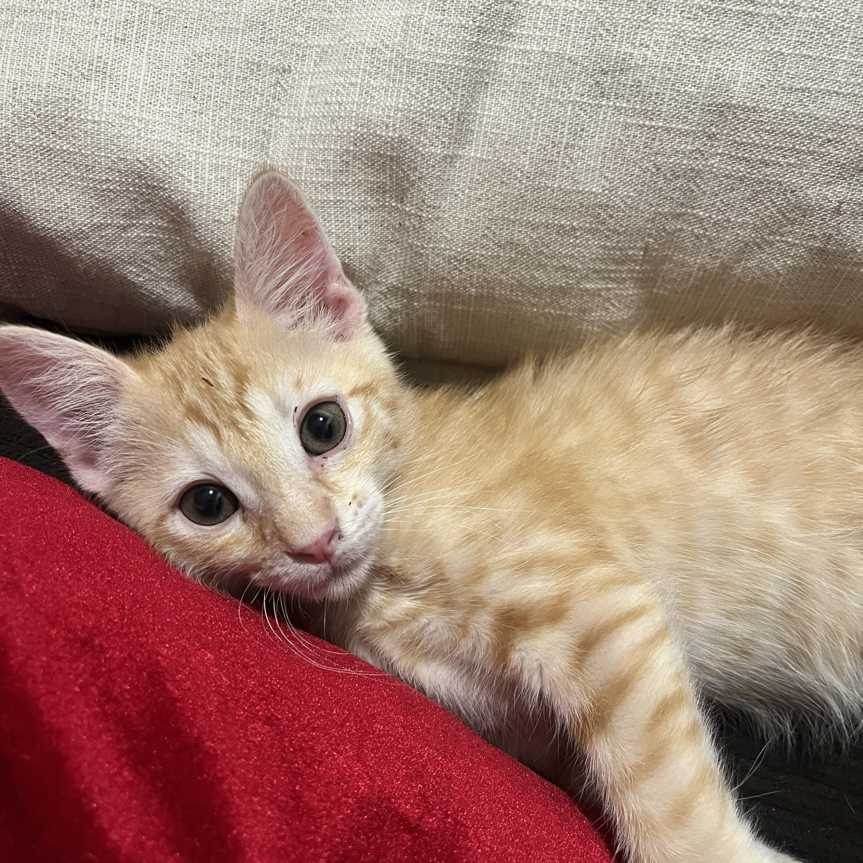 Jimothy, adopted, Kitten Male Tabby.