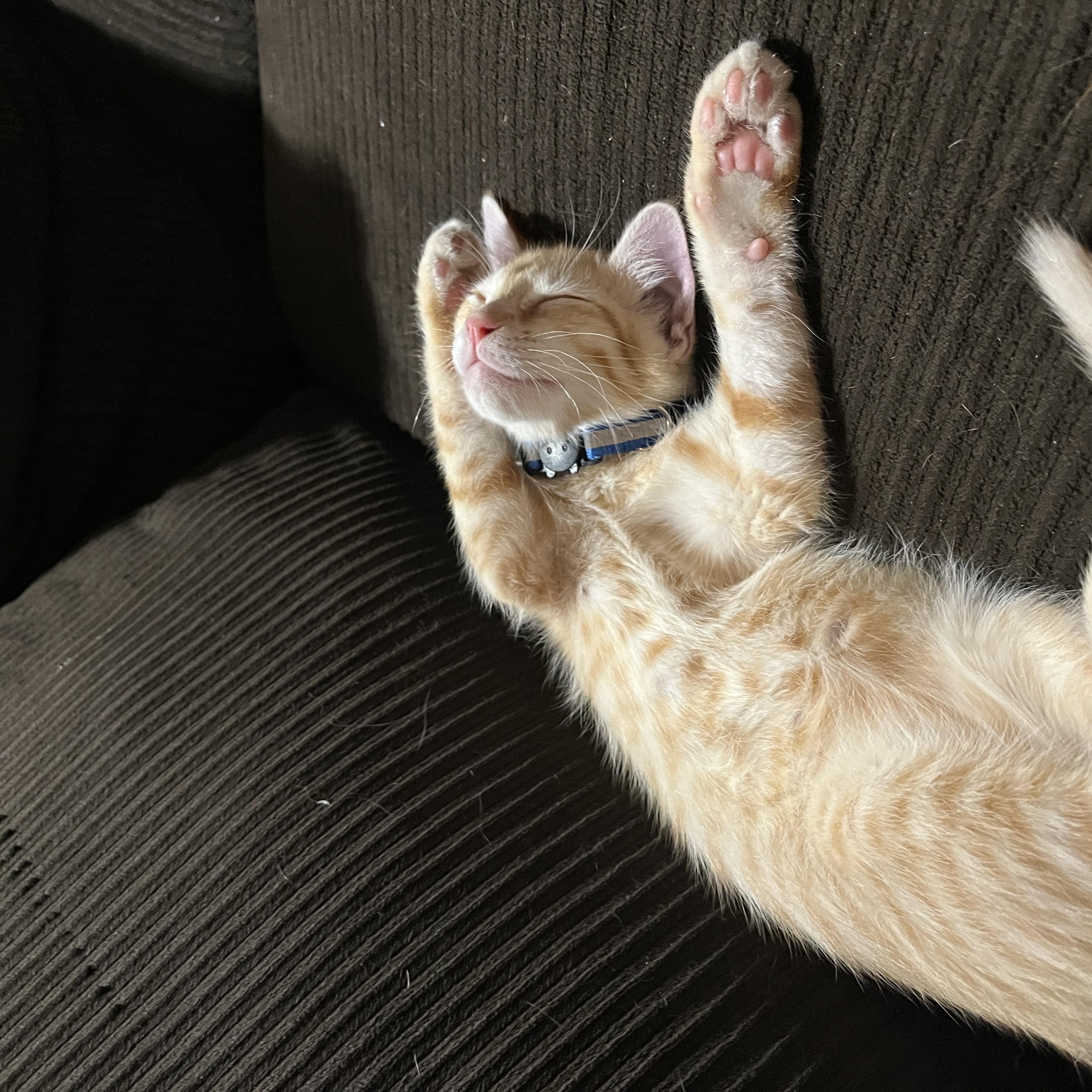 Jimothy, an adopted Tabby in Queen Creek, AZ image 2/2