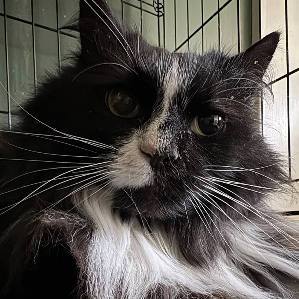 Bowtie, Adoptable, Adult Male Domestic Long Hair.