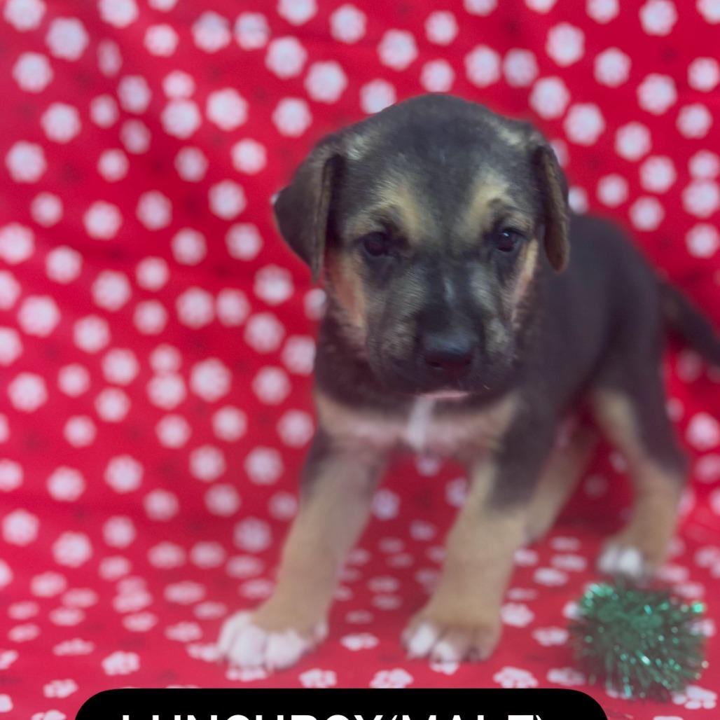 Lunchbox, a Adoptable mixed breed in North Charleston, SC image 4/5