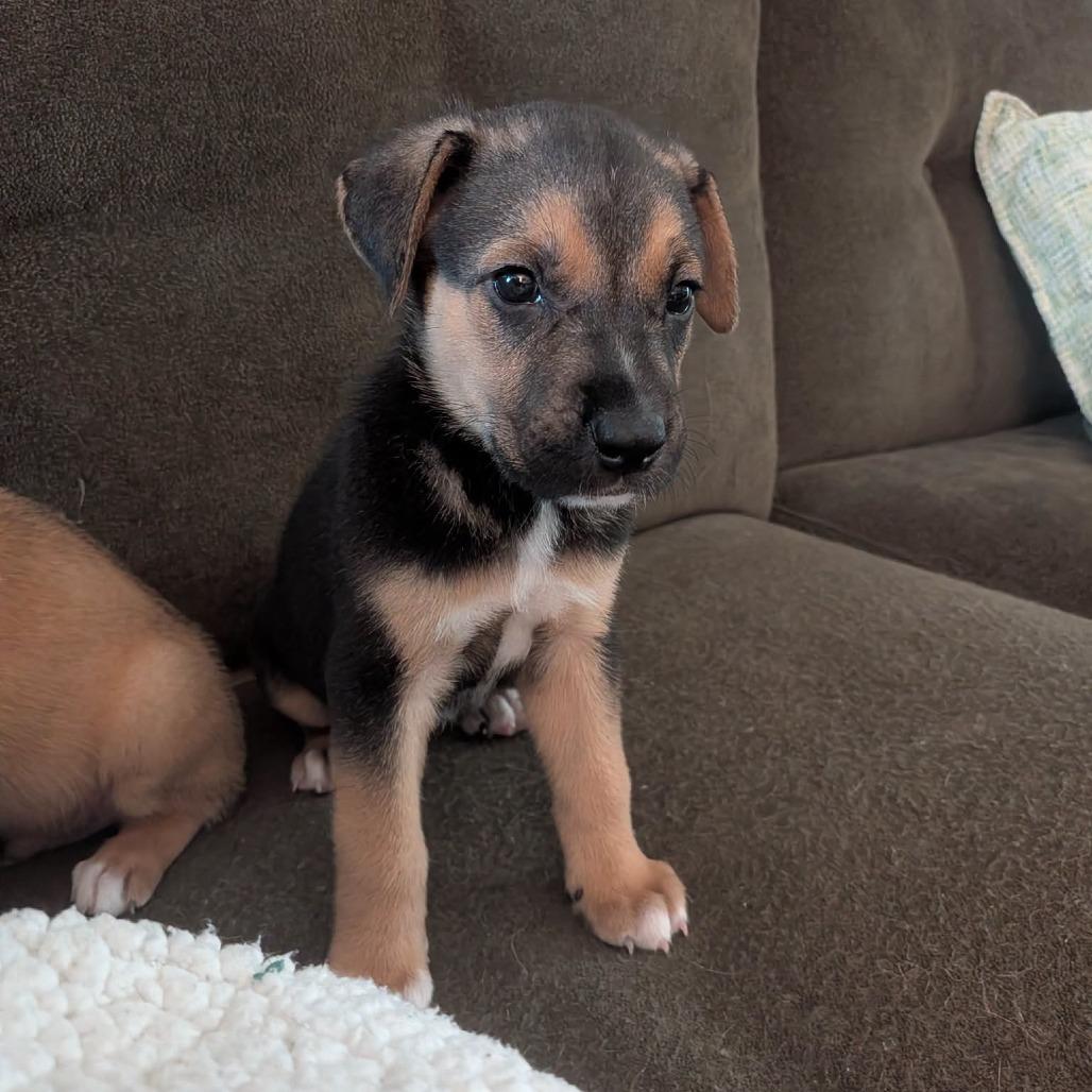 Lunchbox, a Adoptable mixed breed in North Charleston, SC image 5/5
