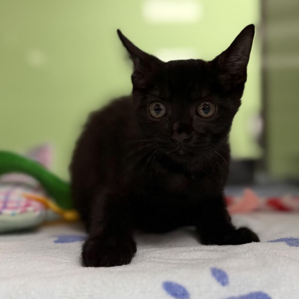 Rattles, Adoptable, Kitten Female Domestic Short Hair & Domestic Short Hair.