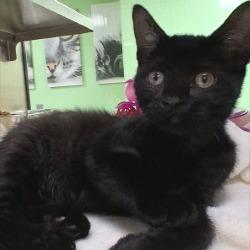 Rattles, a Adoptable mixed breed in Bullhead City, AZ image 2/2