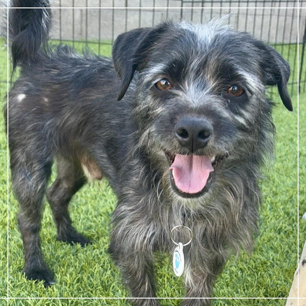 Toto, Adoptable, Adult Male Terrier & Mixed Breed.