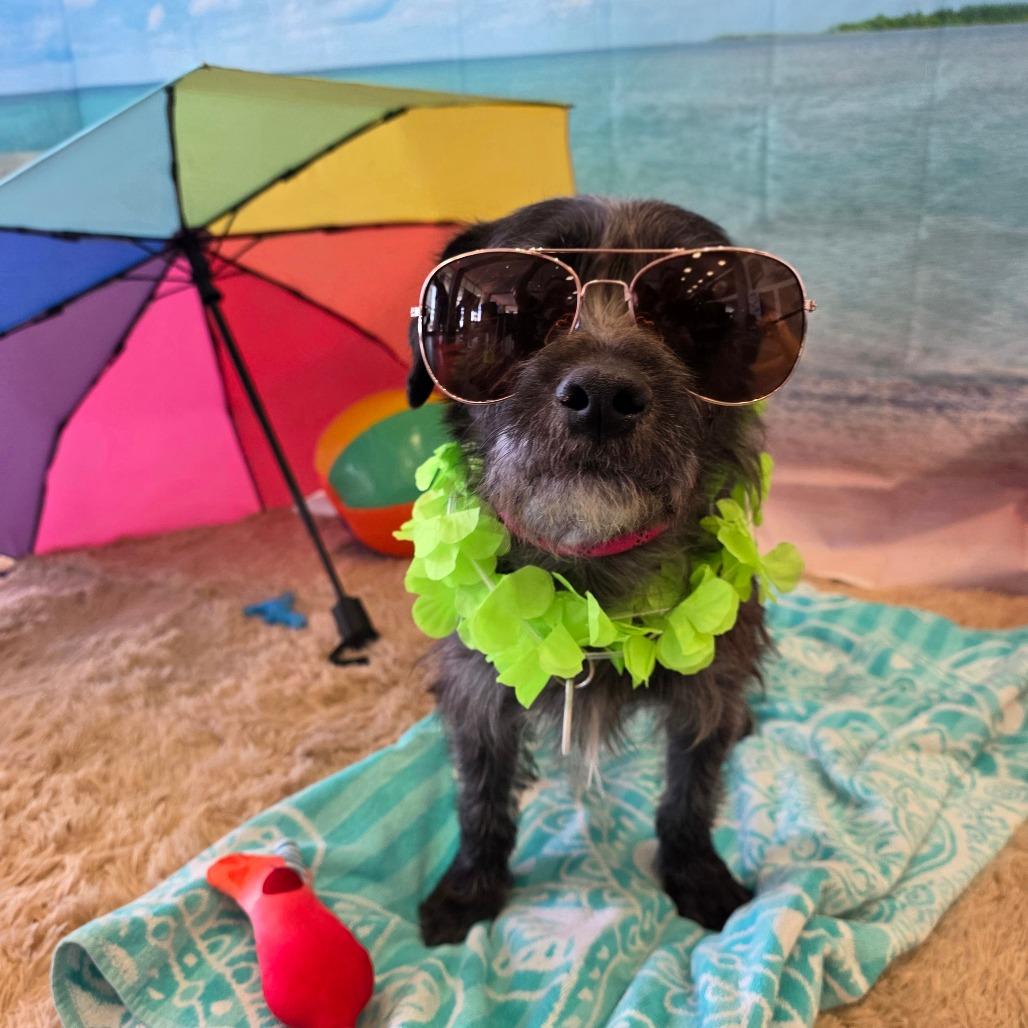 Toto, a Adoptable mixed breed in Chandler, AZ image 2/6
