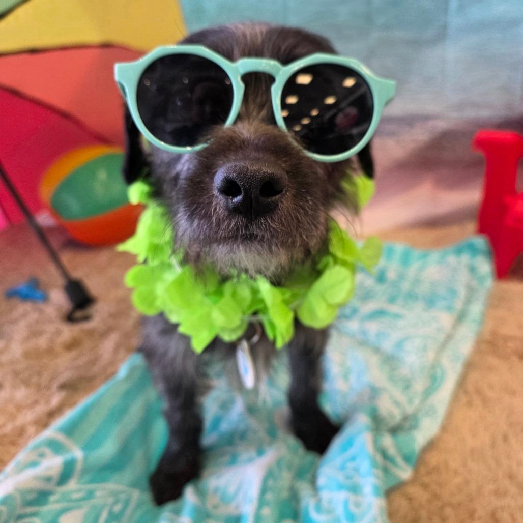 Toto, a Adoptable mixed breed in Chandler, AZ image 3/6