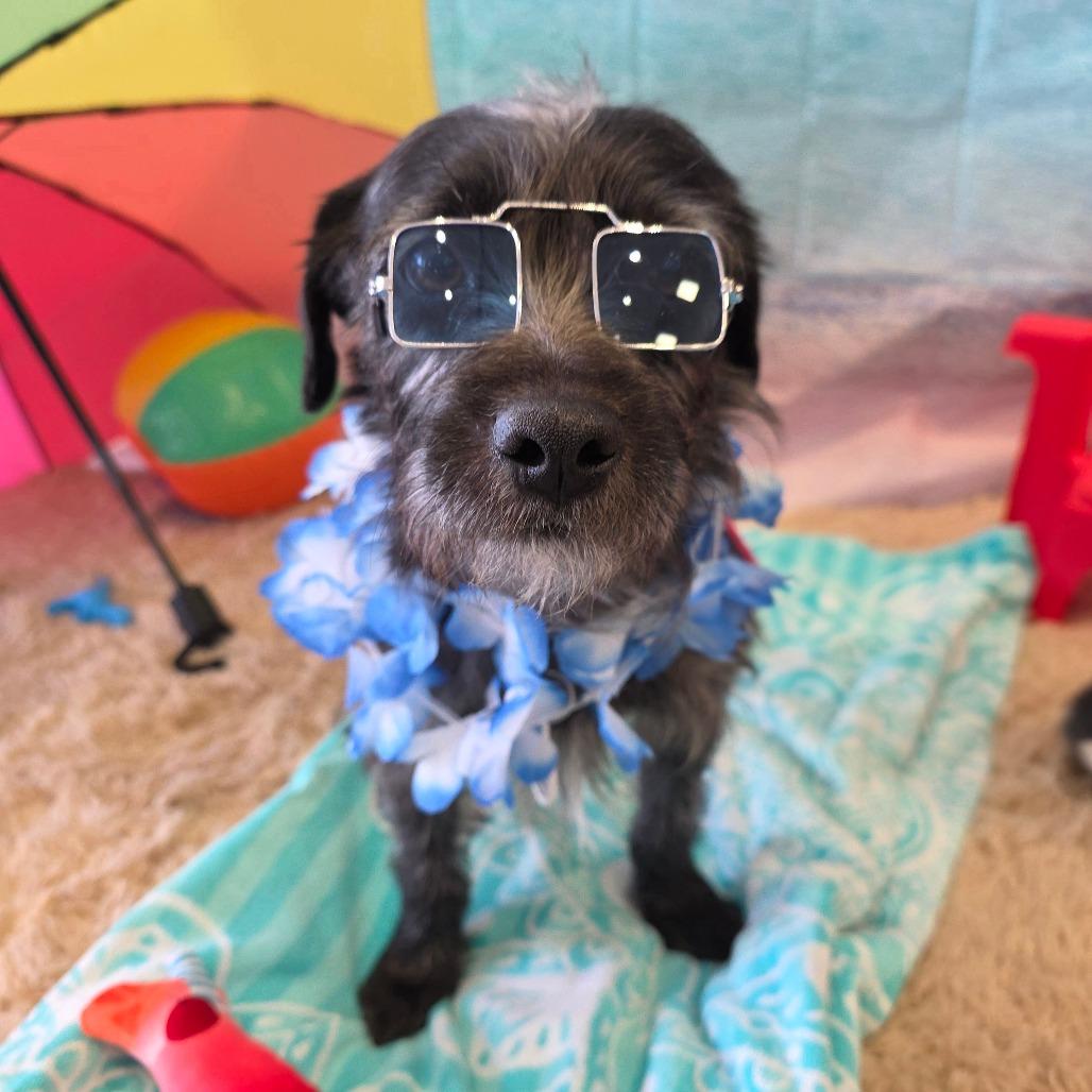 Toto, a Adoptable mixed breed in Chandler, AZ image 4/6