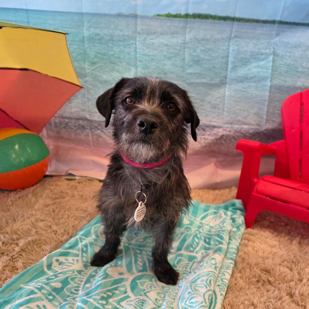 Toto, a Adoptable mixed breed in Chandler, AZ image 5/6