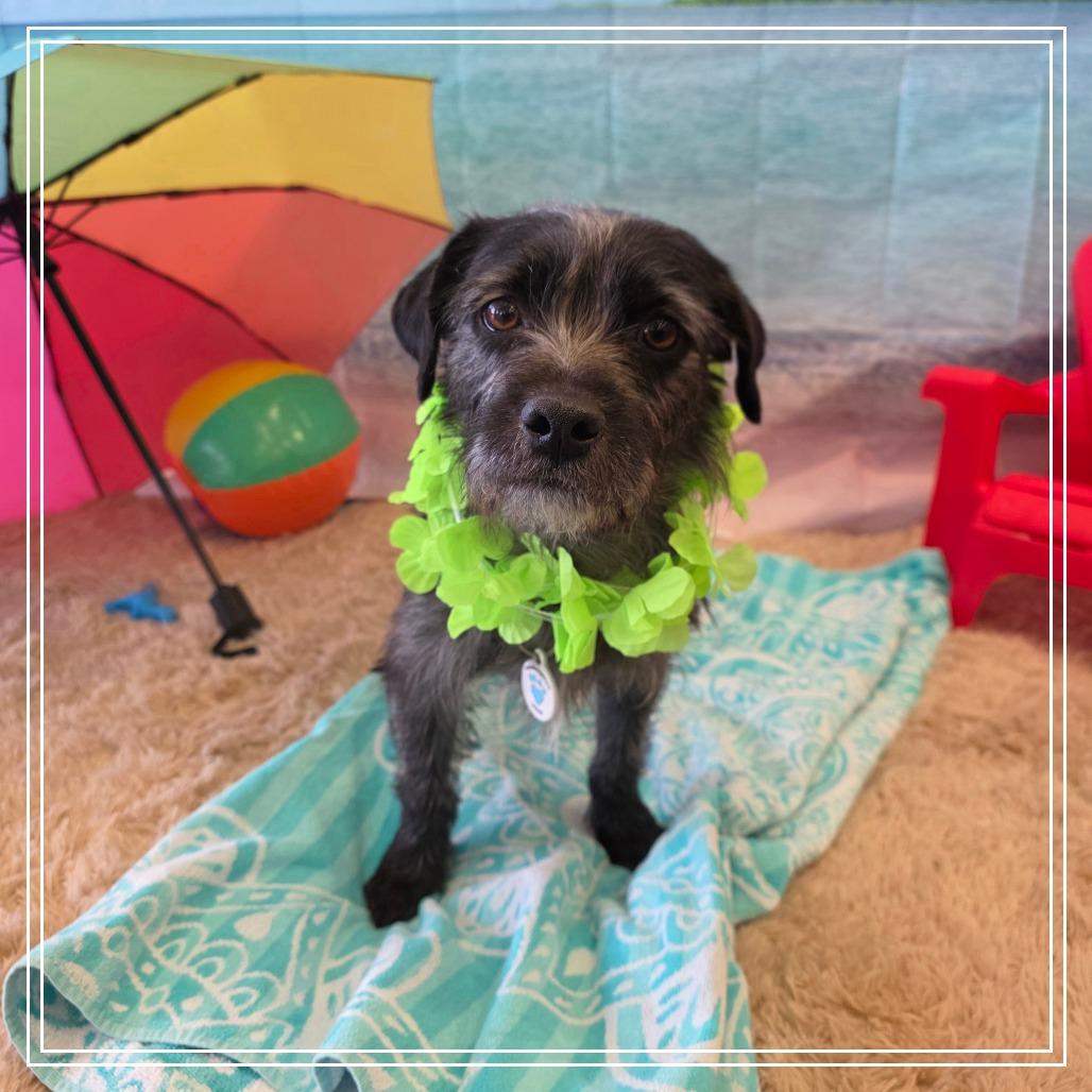 Toto, a Adoptable mixed breed in Chandler, AZ image 6/6