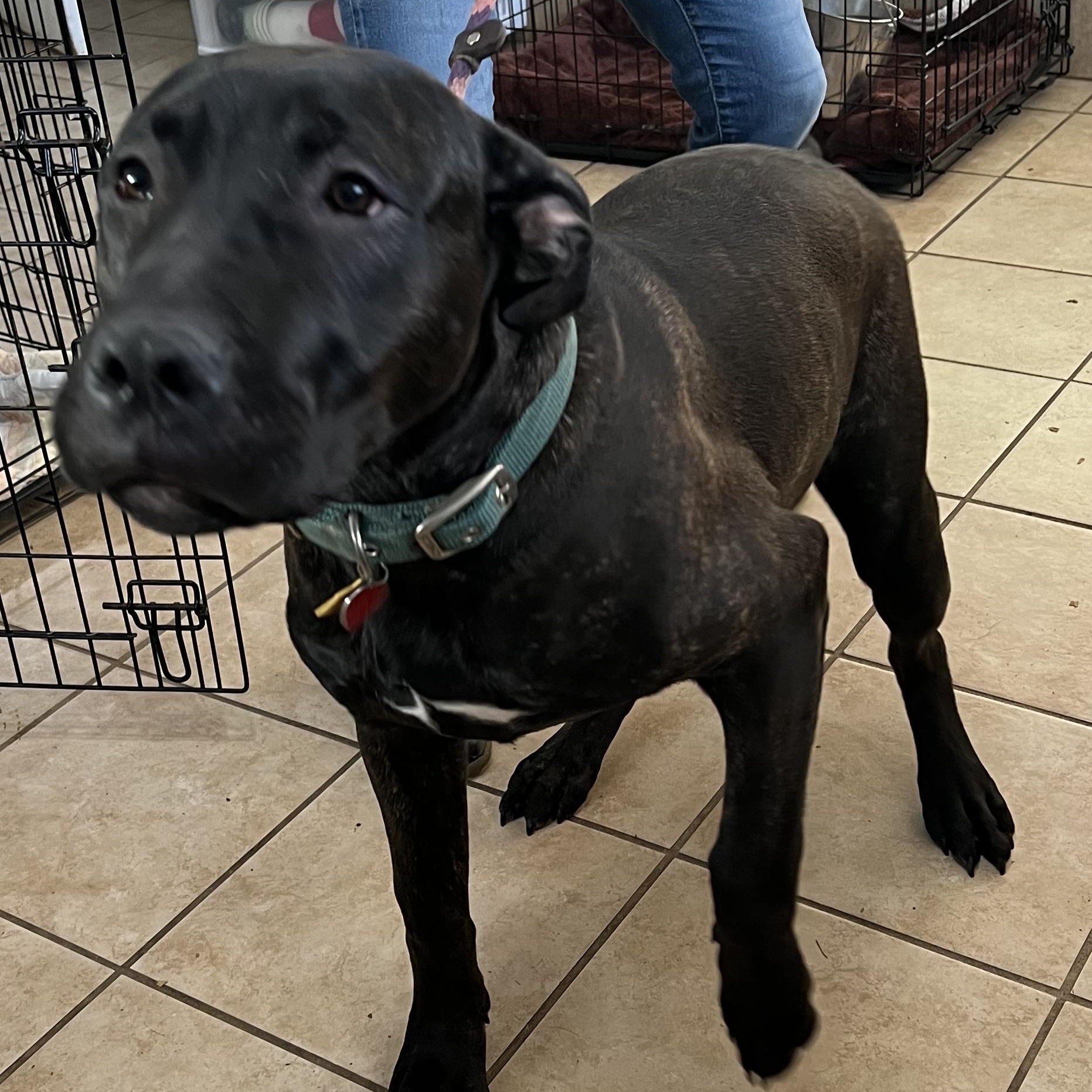 Enlarge Hobbs, an adoptable mixed breed in New Windsor, NY image 1/2