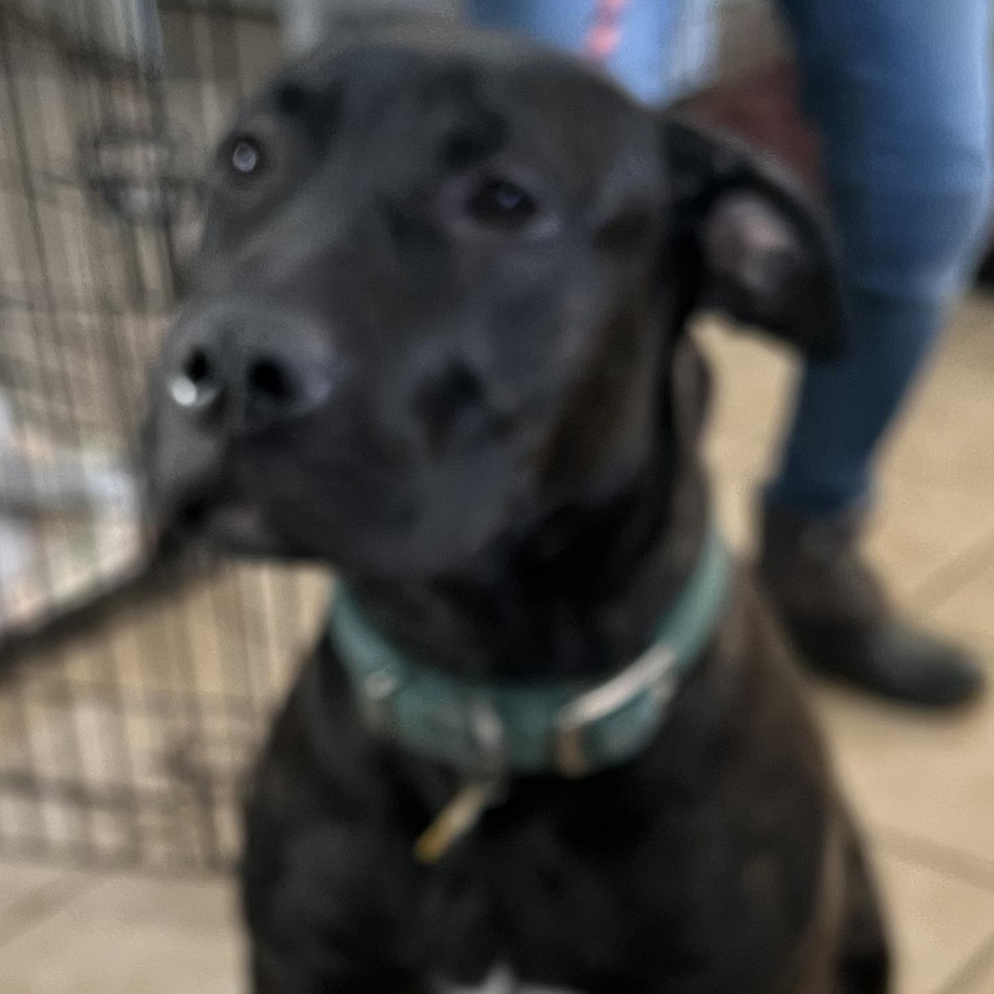 Enlarge Hobbs, an adoptable mixed breed in New Windsor, NY image 2/2