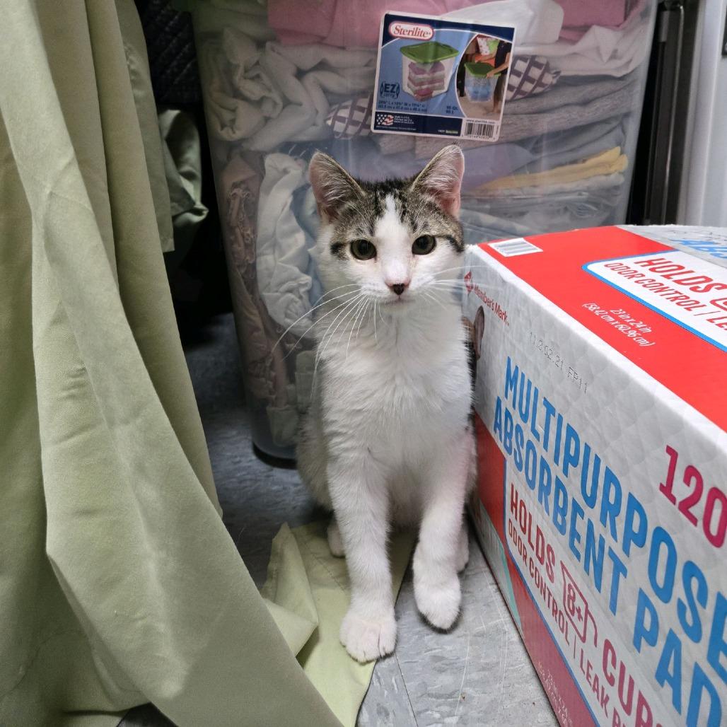 Gucci, Adoptable, Kitten Male Domestic Short Hair.