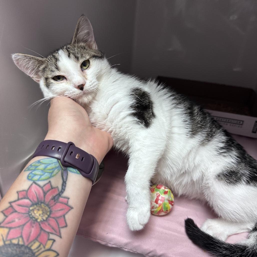 Enlarge Gucci, a Adoptable Domestic Short Hair in Branson, MO image 2/6
