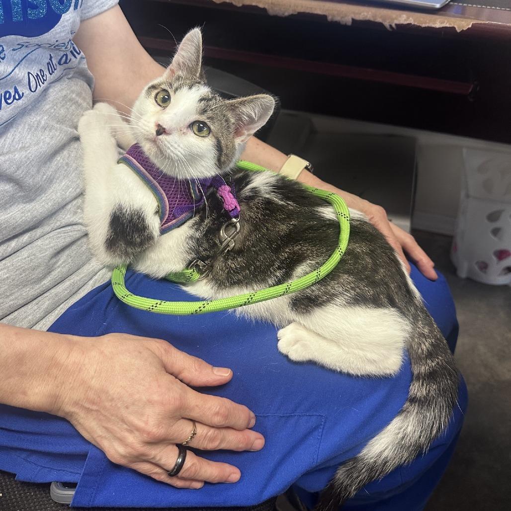 Enlarge Gucci, a Adoptable Domestic Short Hair in Branson, MO image 3/6