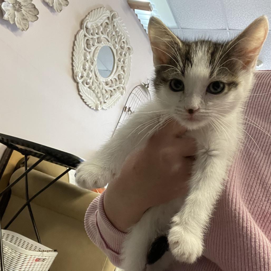 Enlarge Gucci, a Adoptable Domestic Short Hair in Branson, MO image 4/6