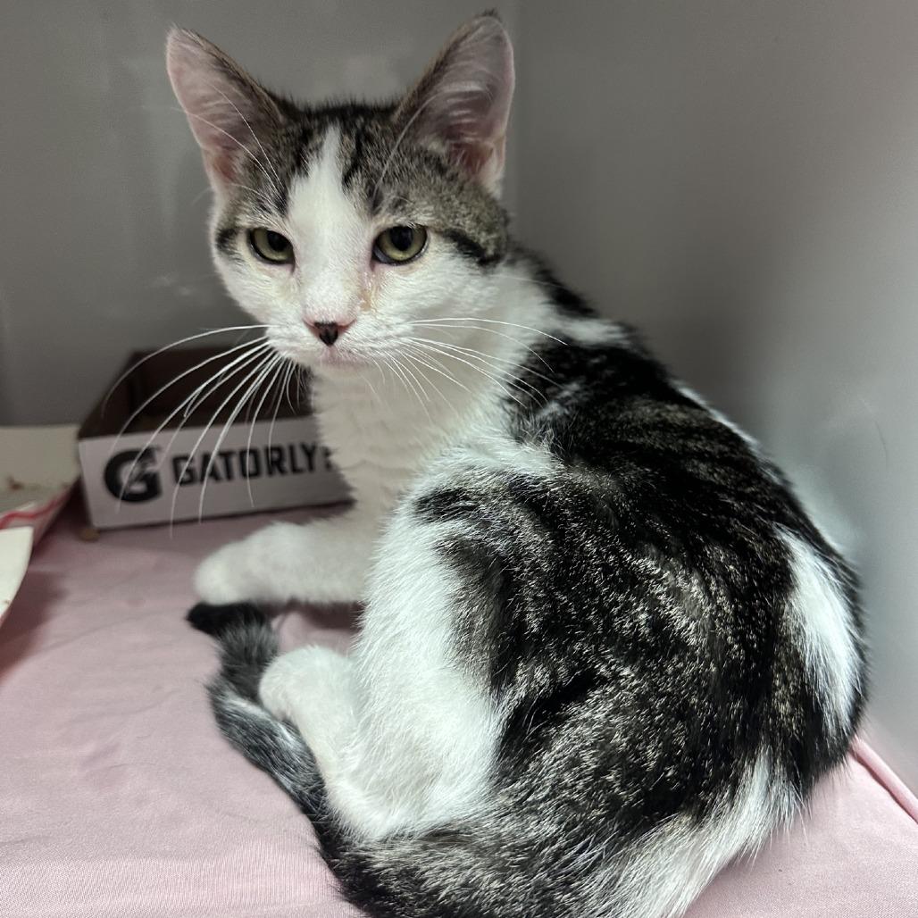 Enlarge Gucci, a Adoptable Domestic Short Hair in Branson, MO image 5/6