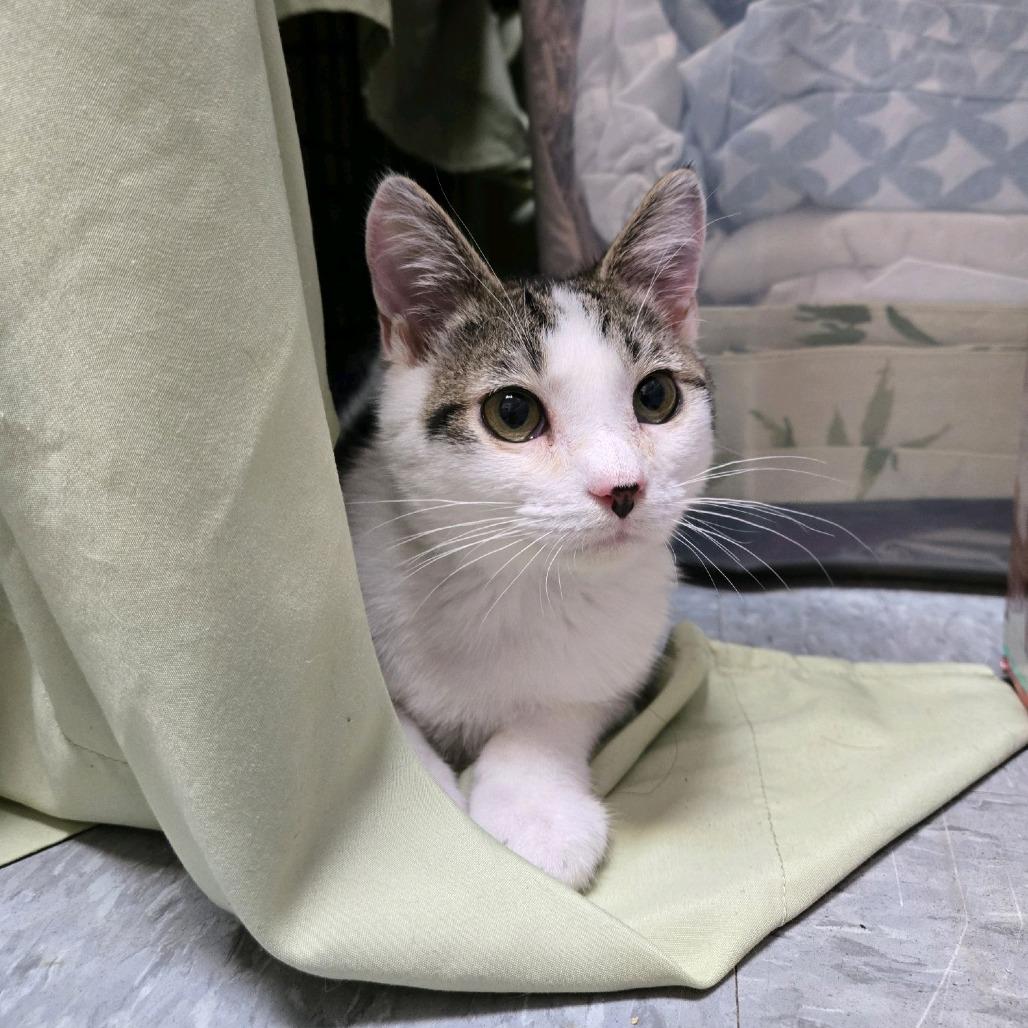 Enlarge Gucci, a Adoptable Domestic Short Hair in Branson, MO image 6/6