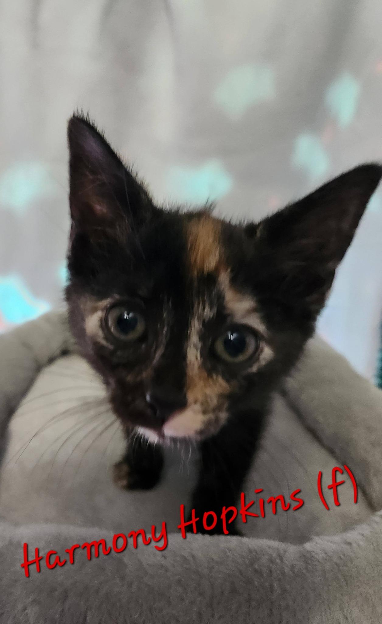 Enlarge Harmony Hopkins, a ADOPTABLE Tortoiseshell in Clarksville, TN image 2/2