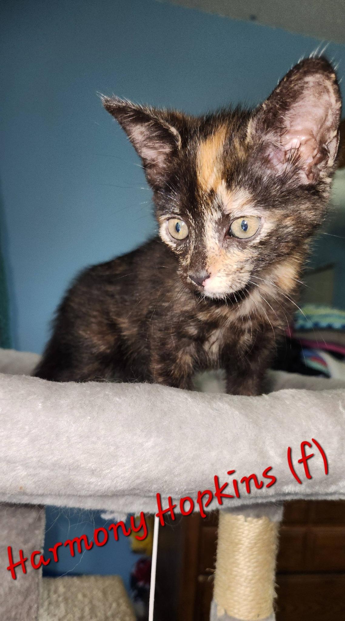 Enlarge Harmony Hopkins, a ADOPTABLE Tortoiseshell in Clarksville, TN image 1/2