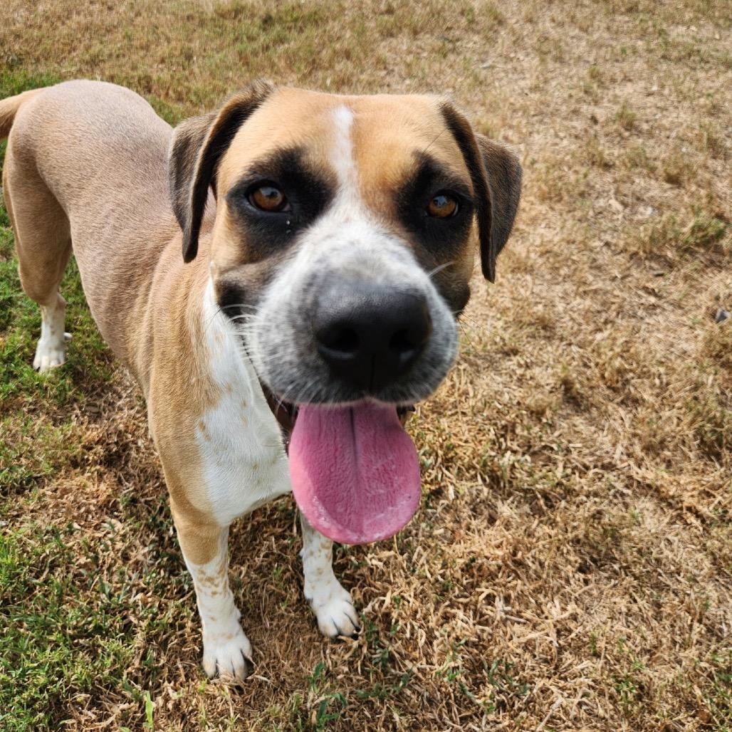 Solema, Adoptable, Adult Female Terrier & Mixed Breed.