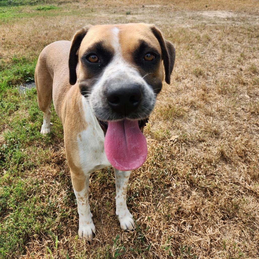 Enlarge Solema, a Adoptable mixed breed in Corpus Christi, TX image 2/6