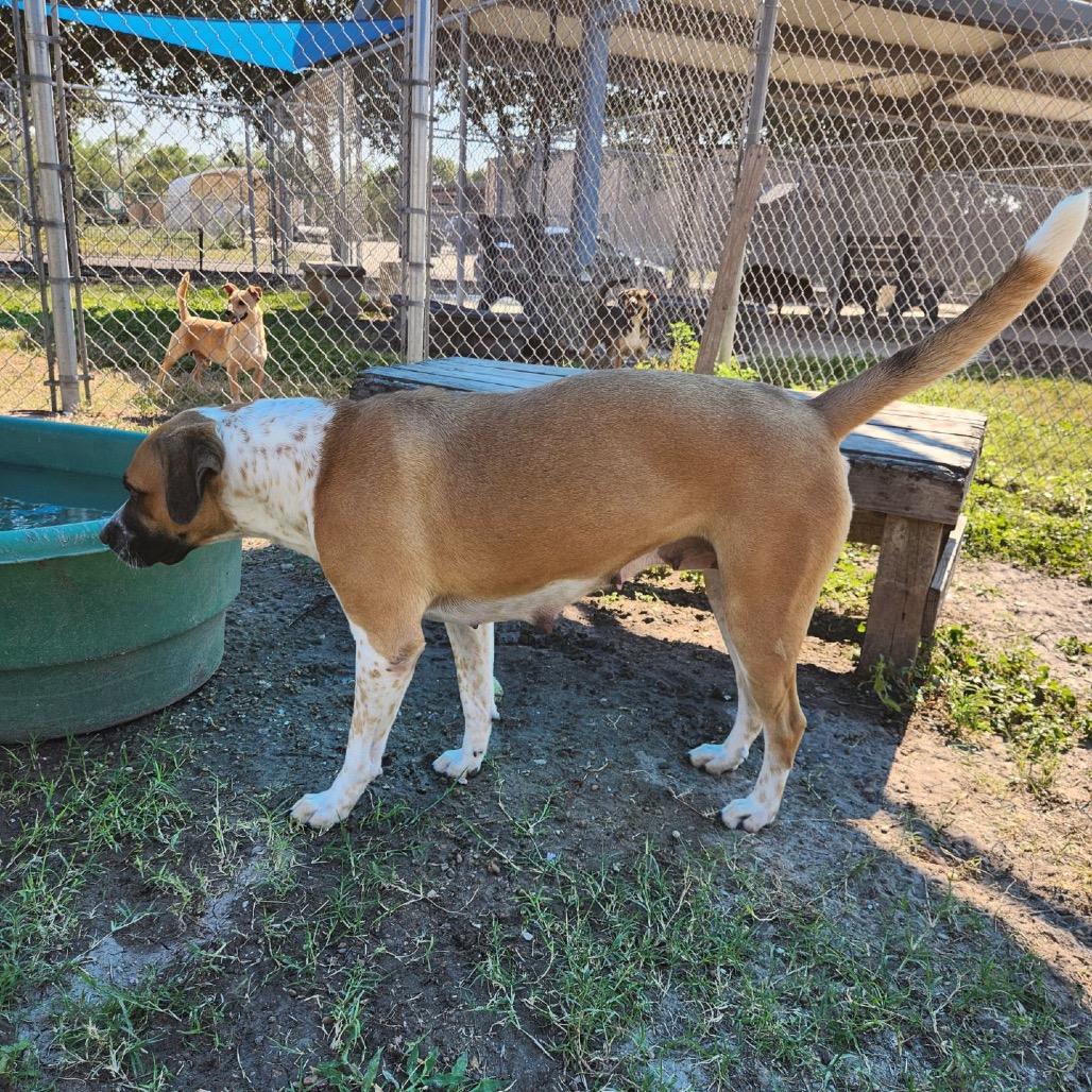 Enlarge Solema, a Adoptable mixed breed in Corpus Christi, TX image 3/6
