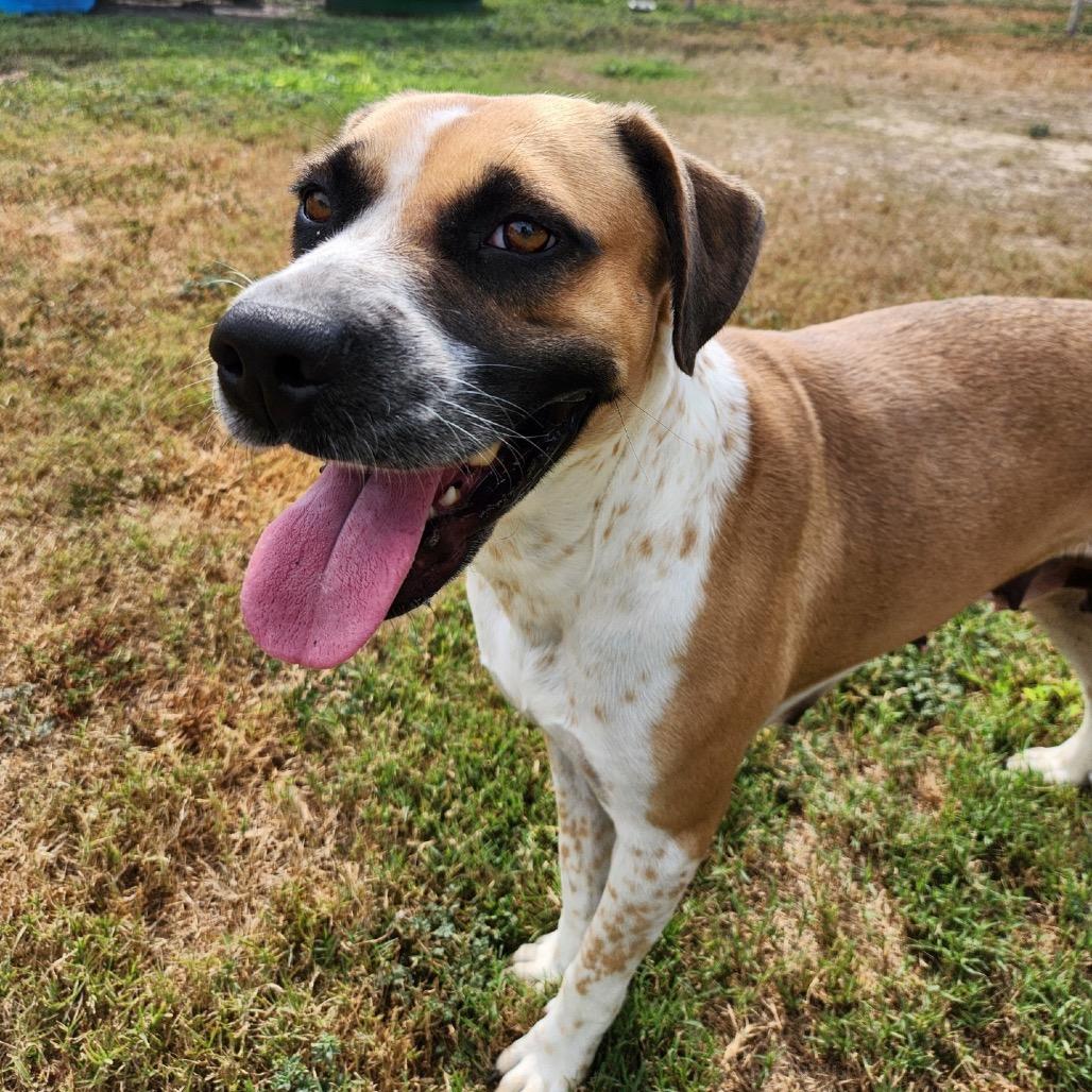 Enlarge Solema, a Adoptable mixed breed in Corpus Christi, TX image 4/6