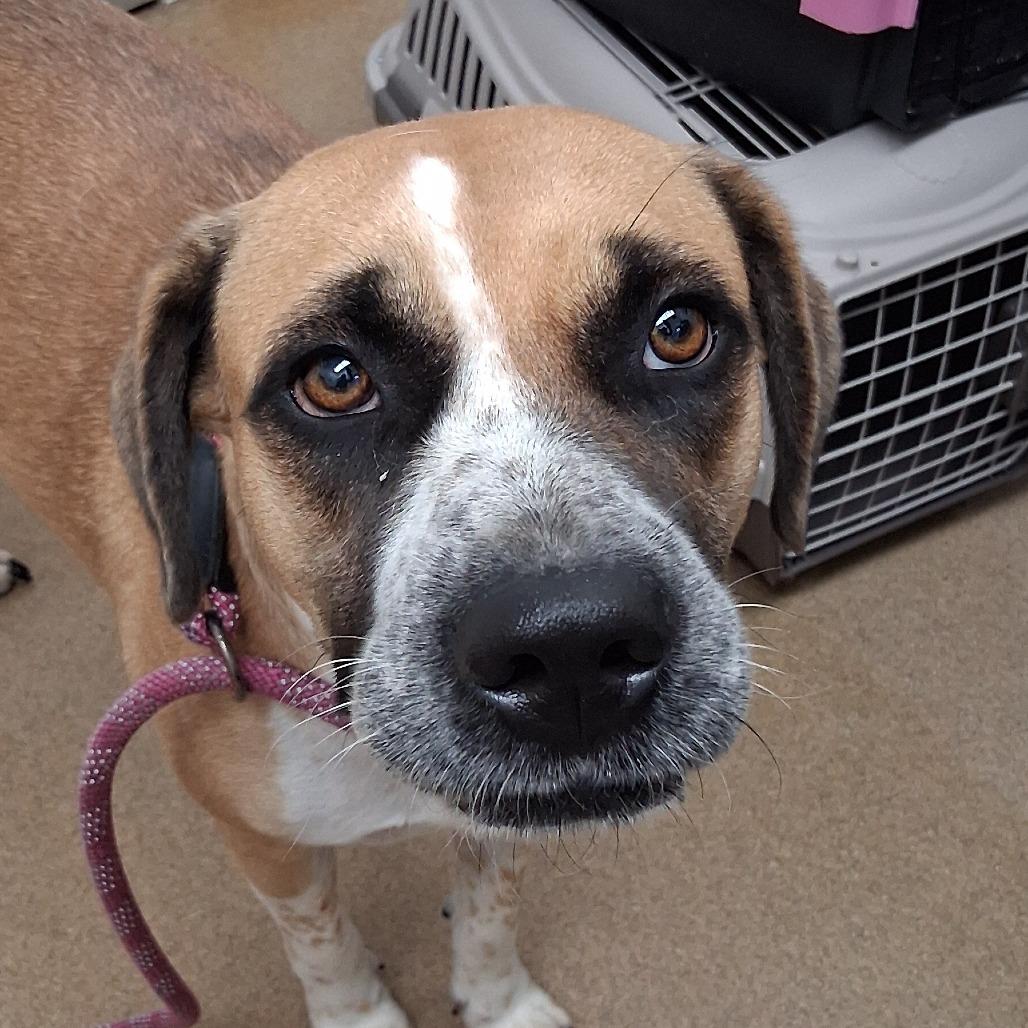 Enlarge Solema, a Adoptable mixed breed in Corpus Christi, TX image 6/6