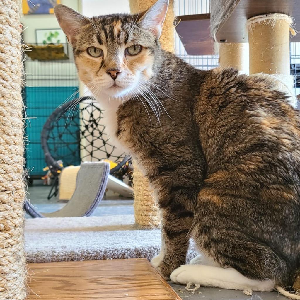 Magnolia, Adoptable, Senior Female Domestic Short Hair.
