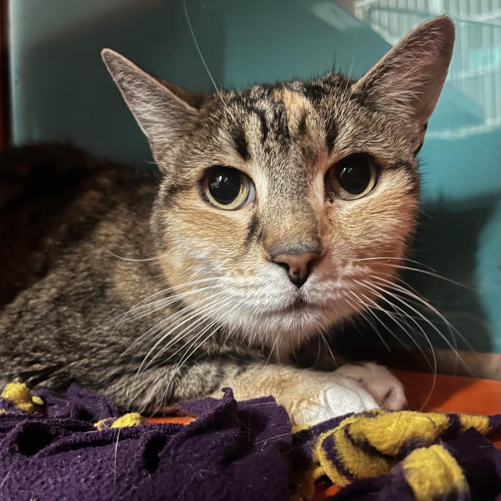 Magnolia, a Adoptable Domestic Short Hair in Morgan Hill, CA image 3/4