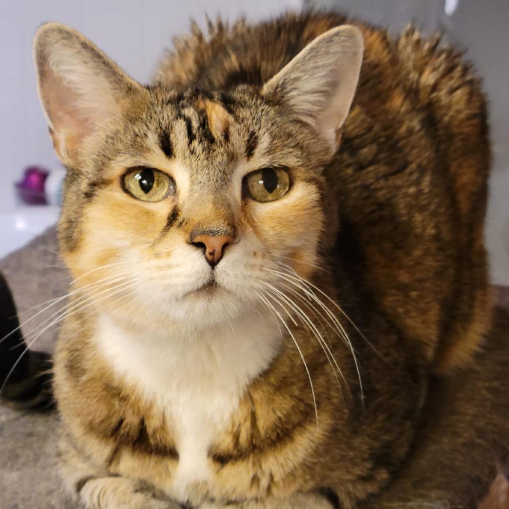 Magnolia, a Adoptable Domestic Short Hair in Morgan Hill, CA image 4/4