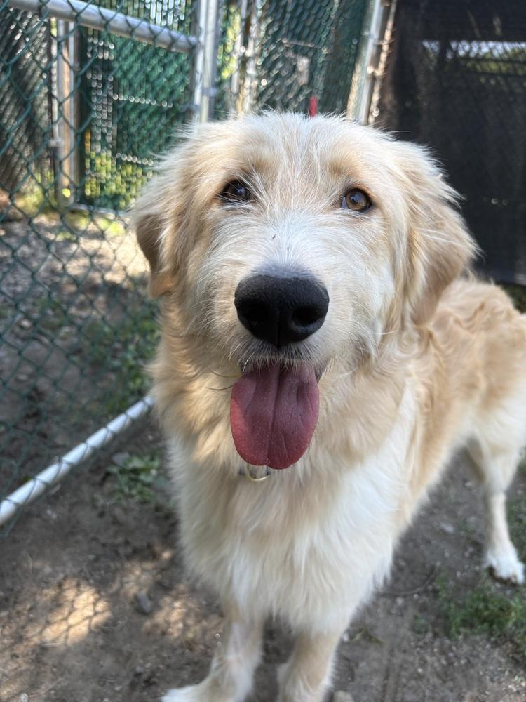 Enlarge Rex (NY), a Adopted mixed breed in Brewster , NY image 2/5
