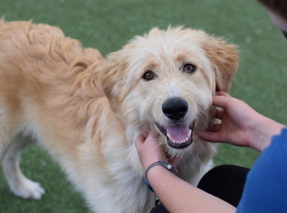 Enlarge Rex (NY), a Adopted mixed breed in Brewster , NY image 5/5