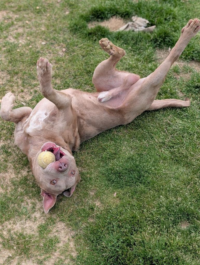 Cornbread, Adoptable, Young Male Mixed Breed.