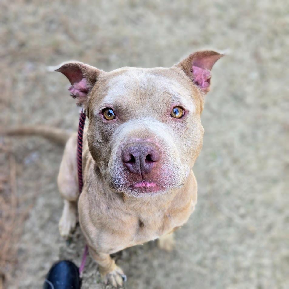 Enlarge Cornbread, a Adoptable mixed breed in Douglasville, GA image 3/6