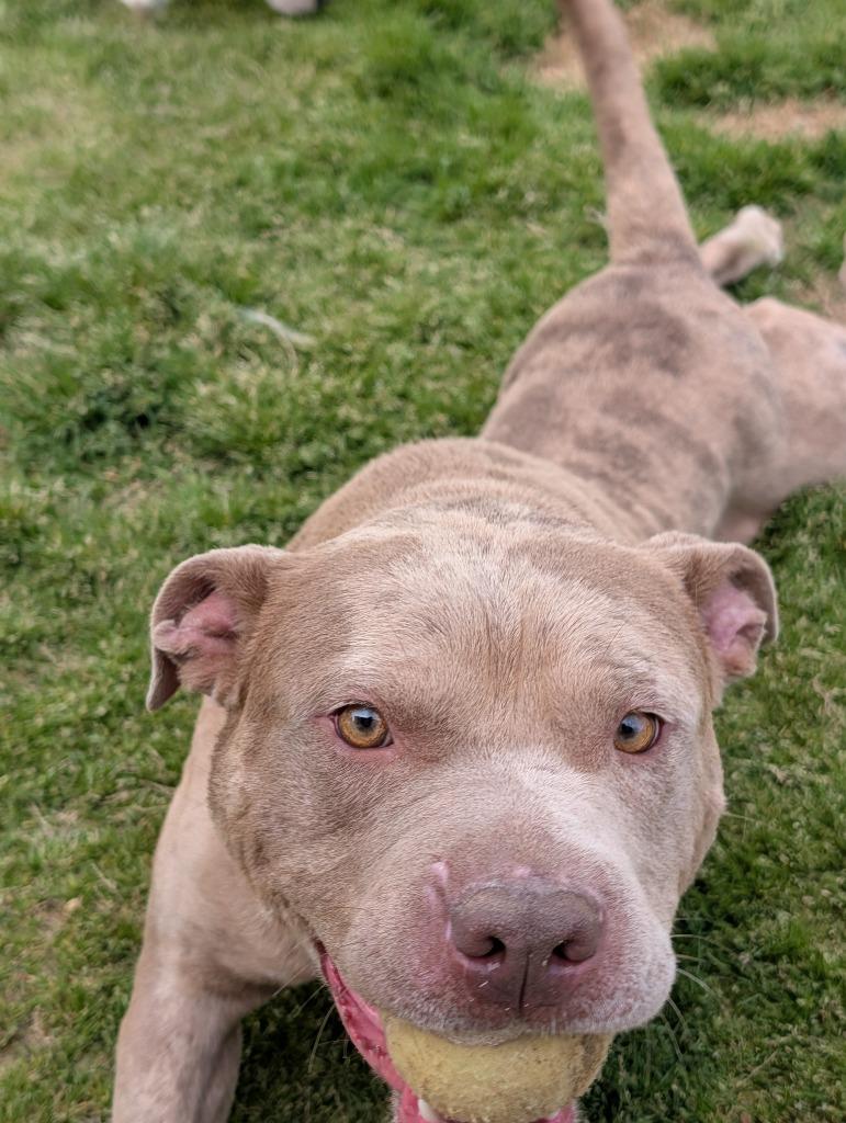 Enlarge Cornbread, a Adoptable mixed breed in Douglasville, GA image 4/6