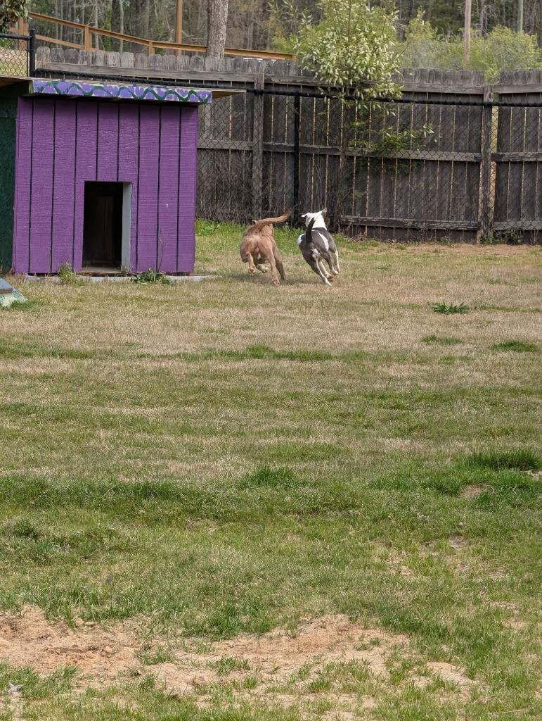 Enlarge Cornbread, a Adoptable mixed breed in Douglasville, GA image 5/6