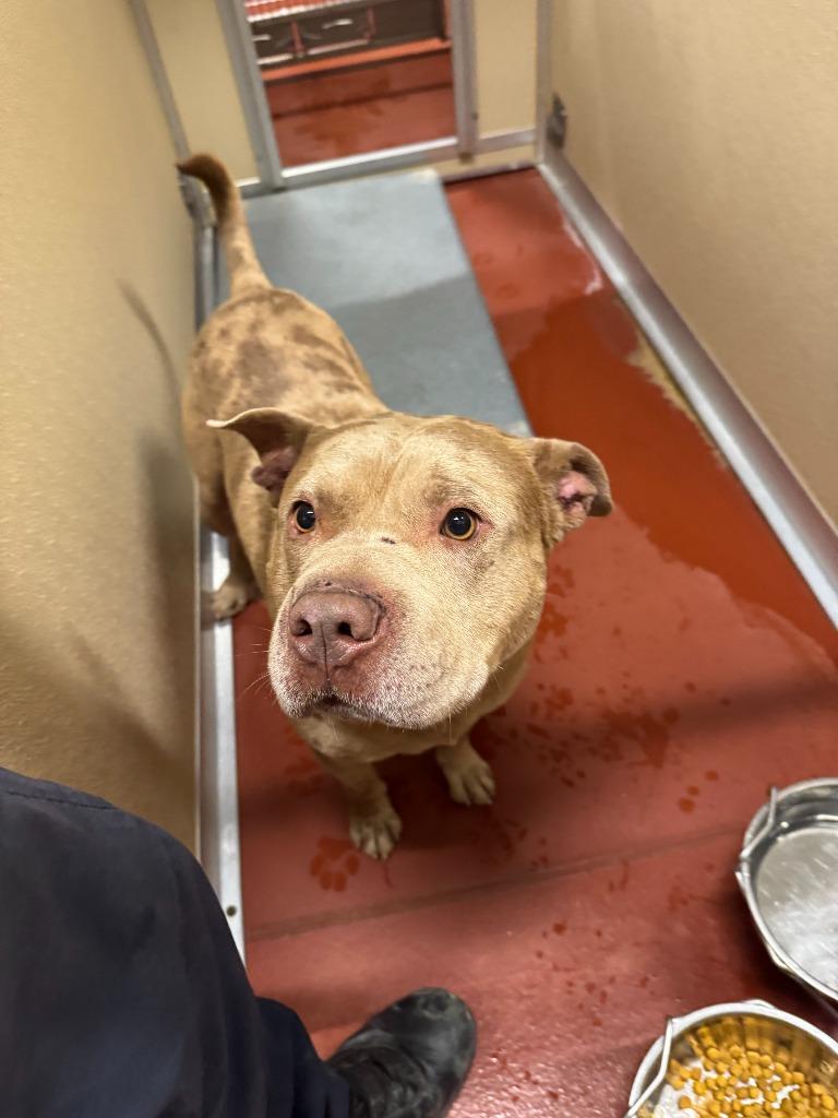 Enlarge Cornbread, a Adoptable mixed breed in Douglasville, GA image 6/6