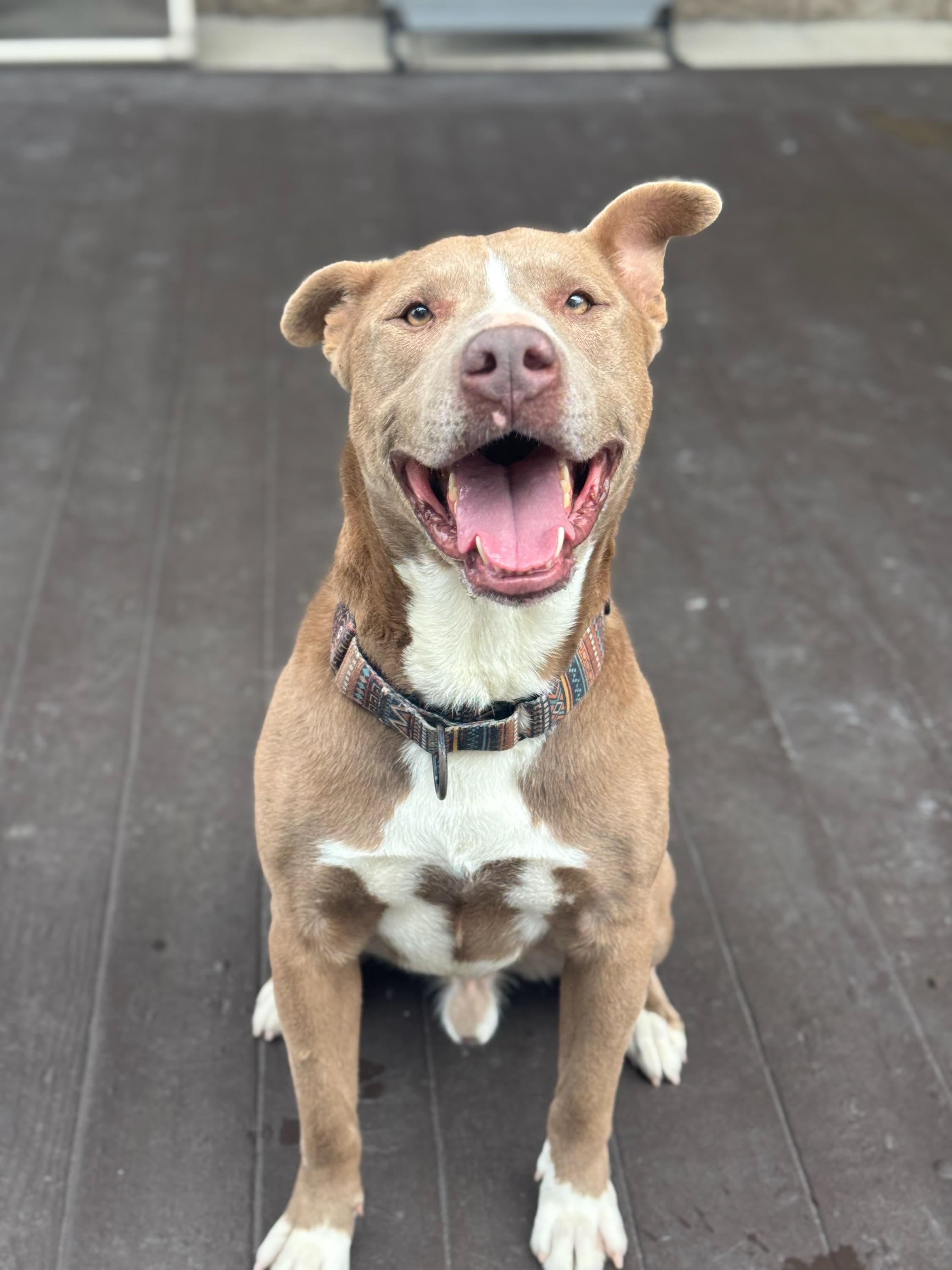 Cesar, a Adoptable mixed breed in Concord, CA image 5/6